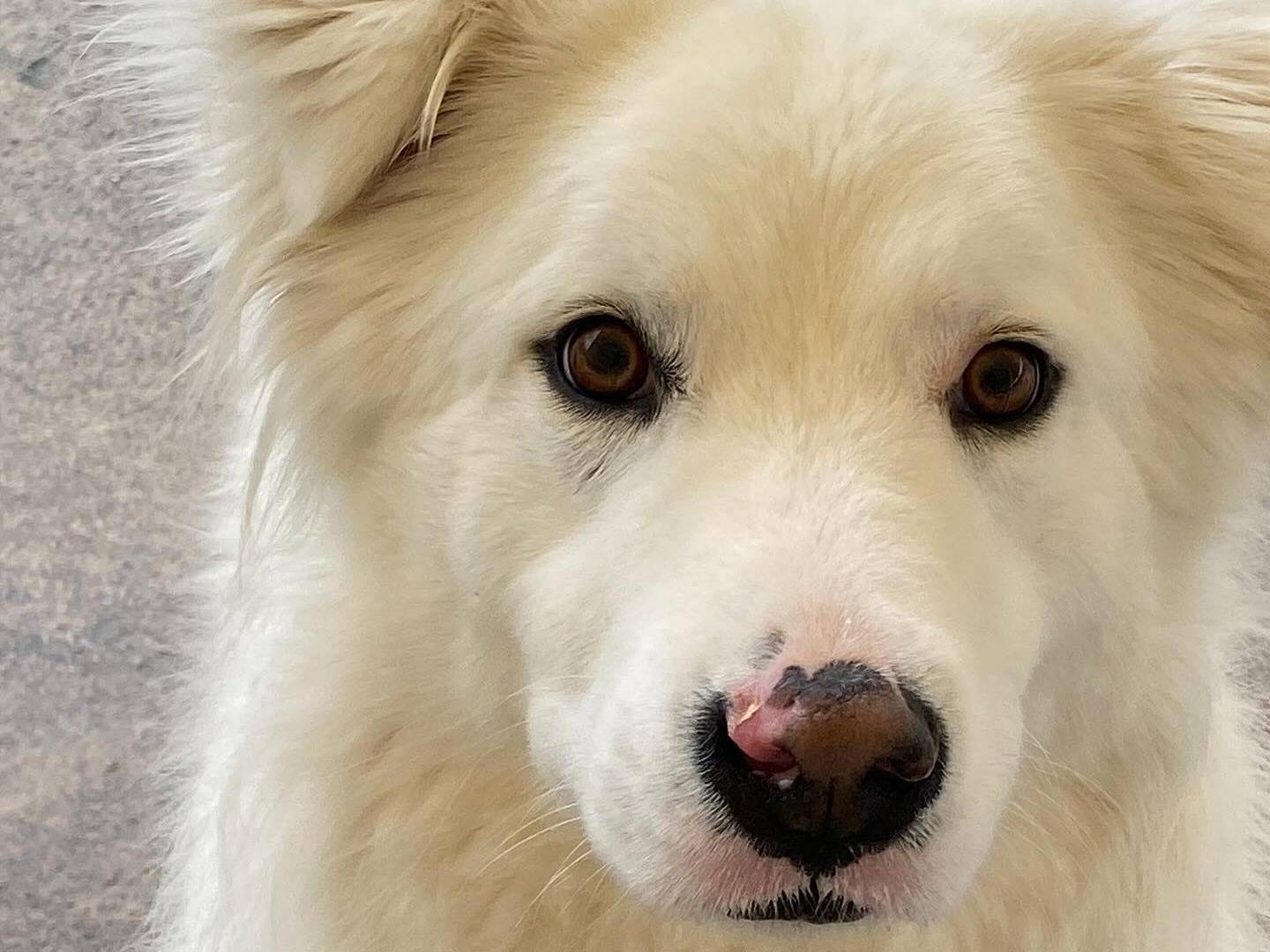 Adotta un cane, taglia media, femmina, Latina