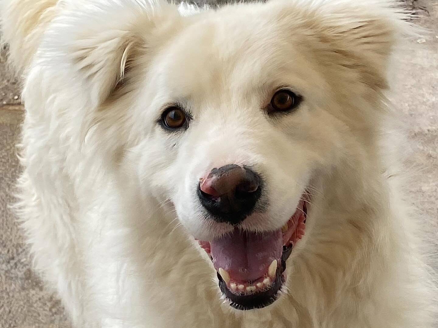 Vuoi adottare un cane a Latina?