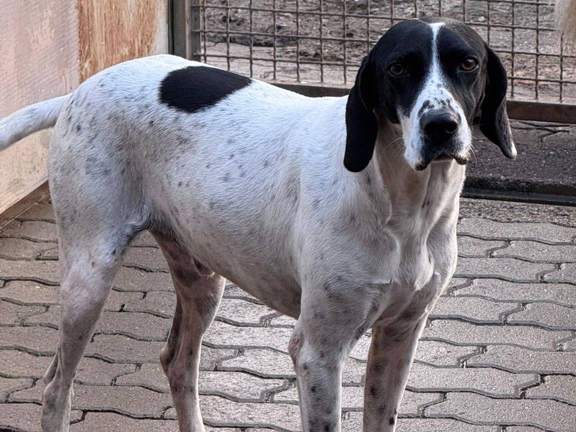 Foto dell'animale