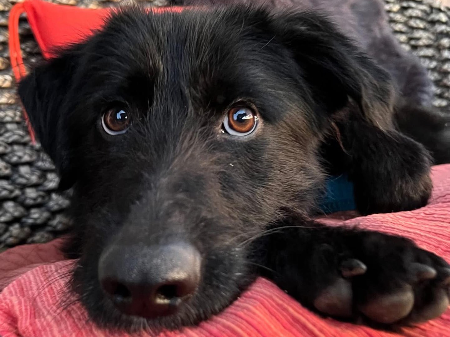 Foto dell'animale