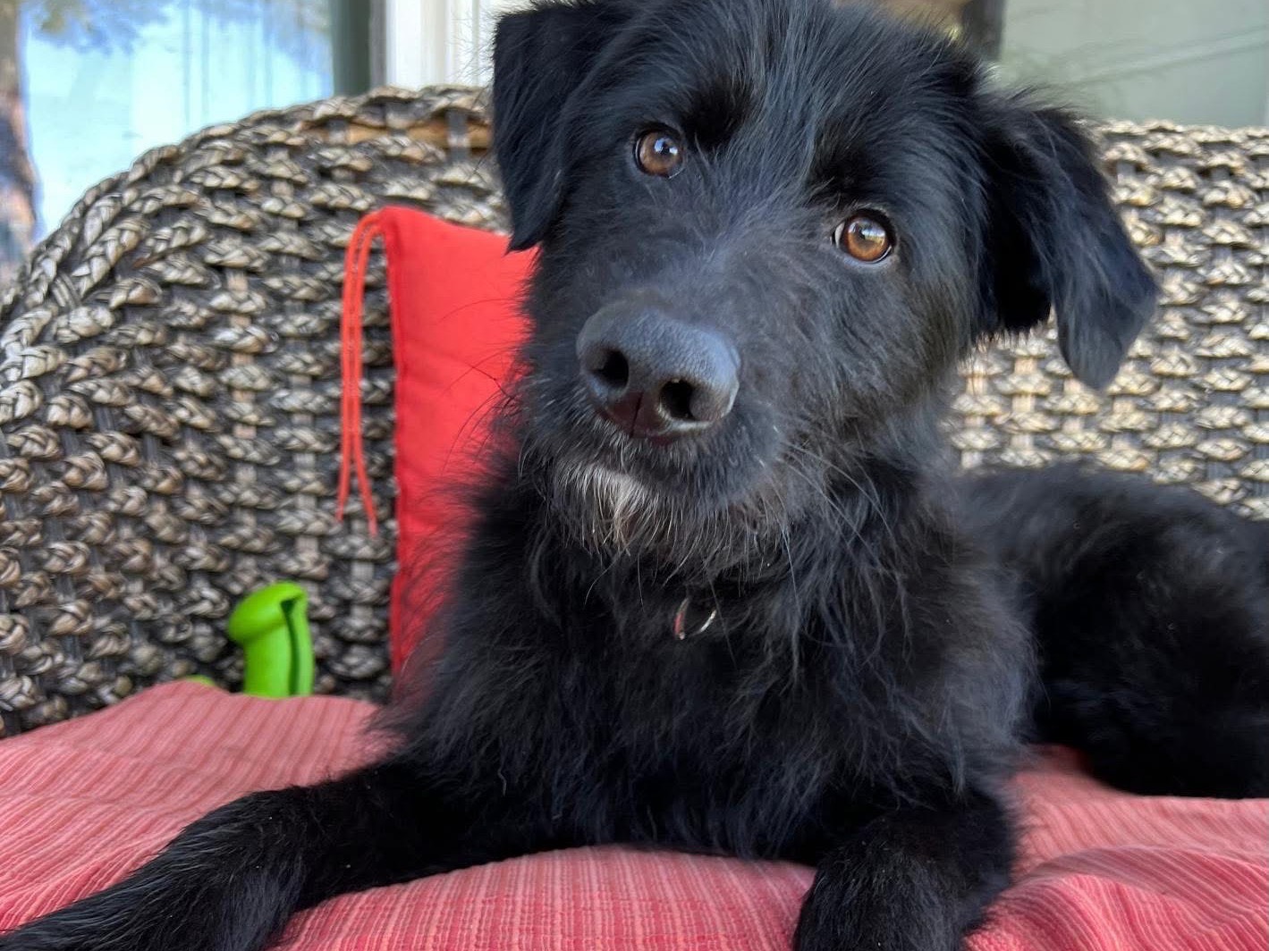 Adotta un cane, taglia media, femmina, Pistoia