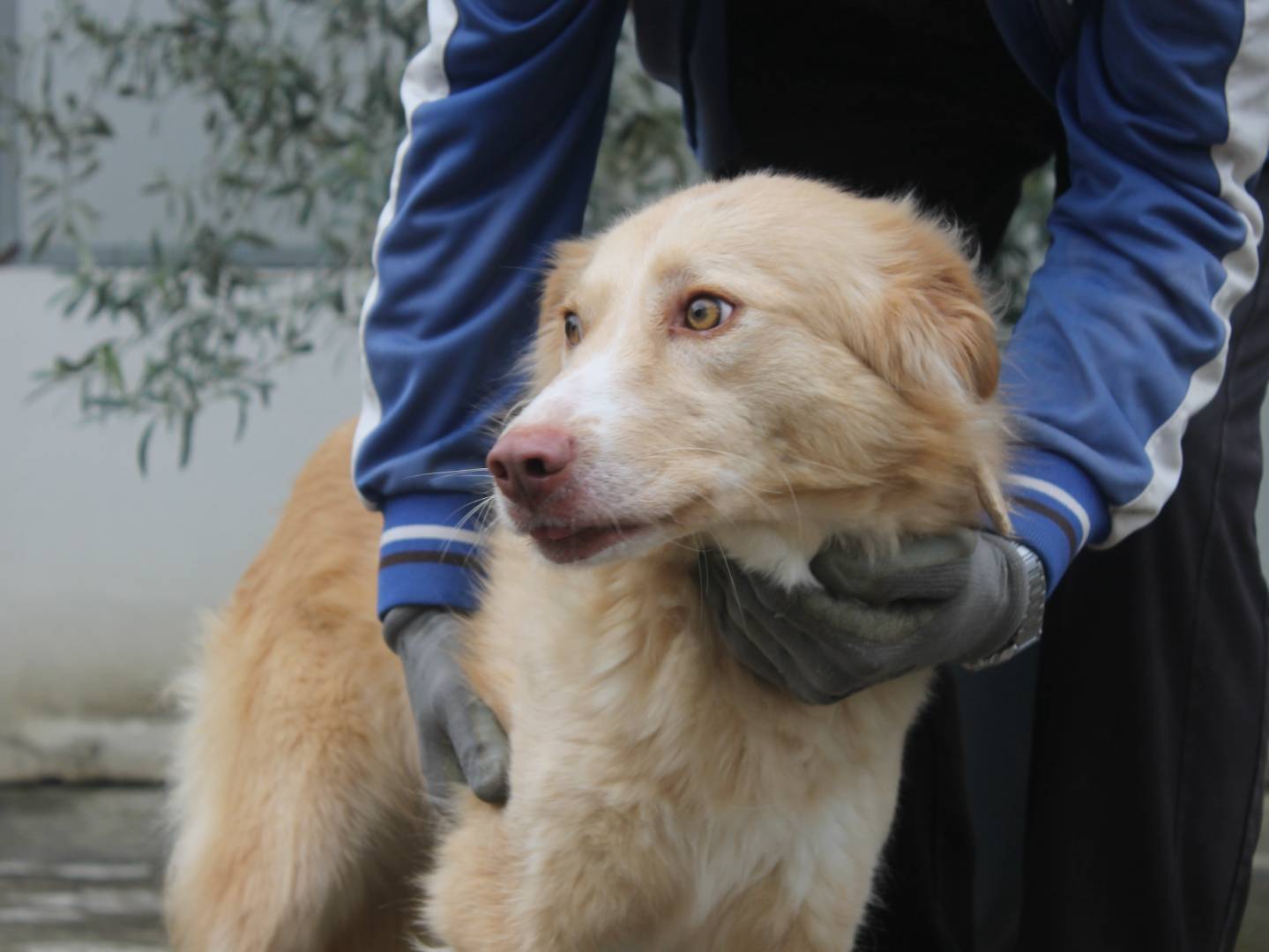 Vuoi adottare un cane a Agrigento?