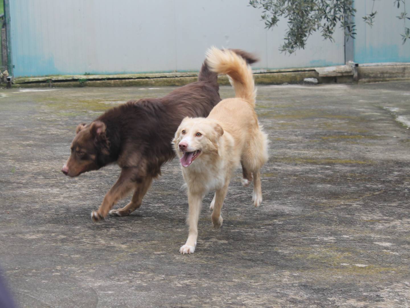 Adotta il cane Mimosa a Agrigento