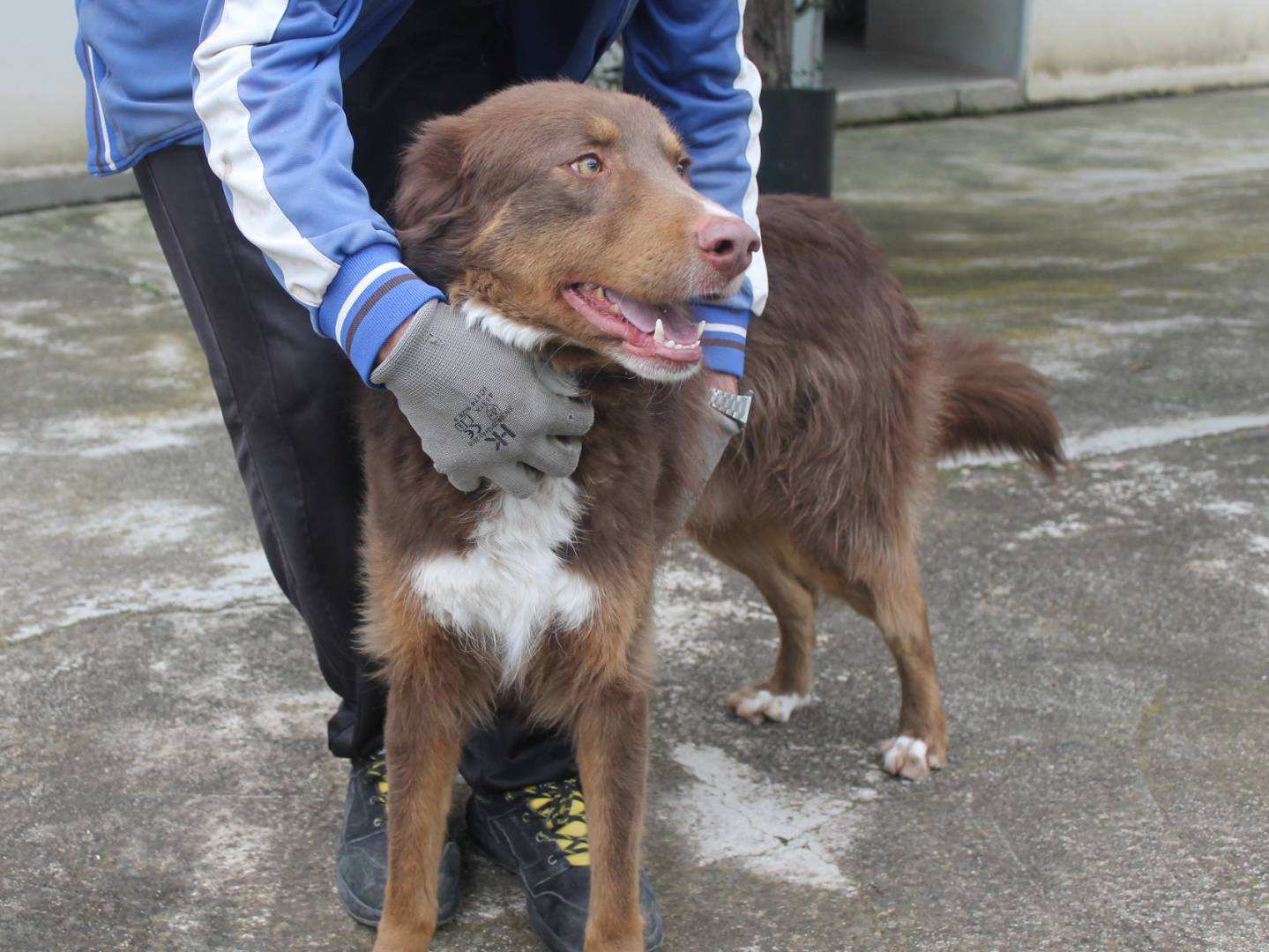 Adotta un cane, maschio, 2 anni  e 3 mesi , Agrigento