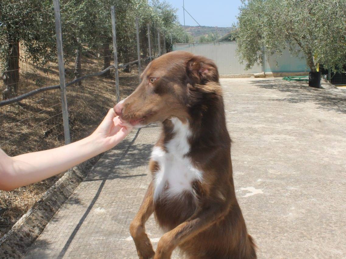 Foto 2 dell'animale
