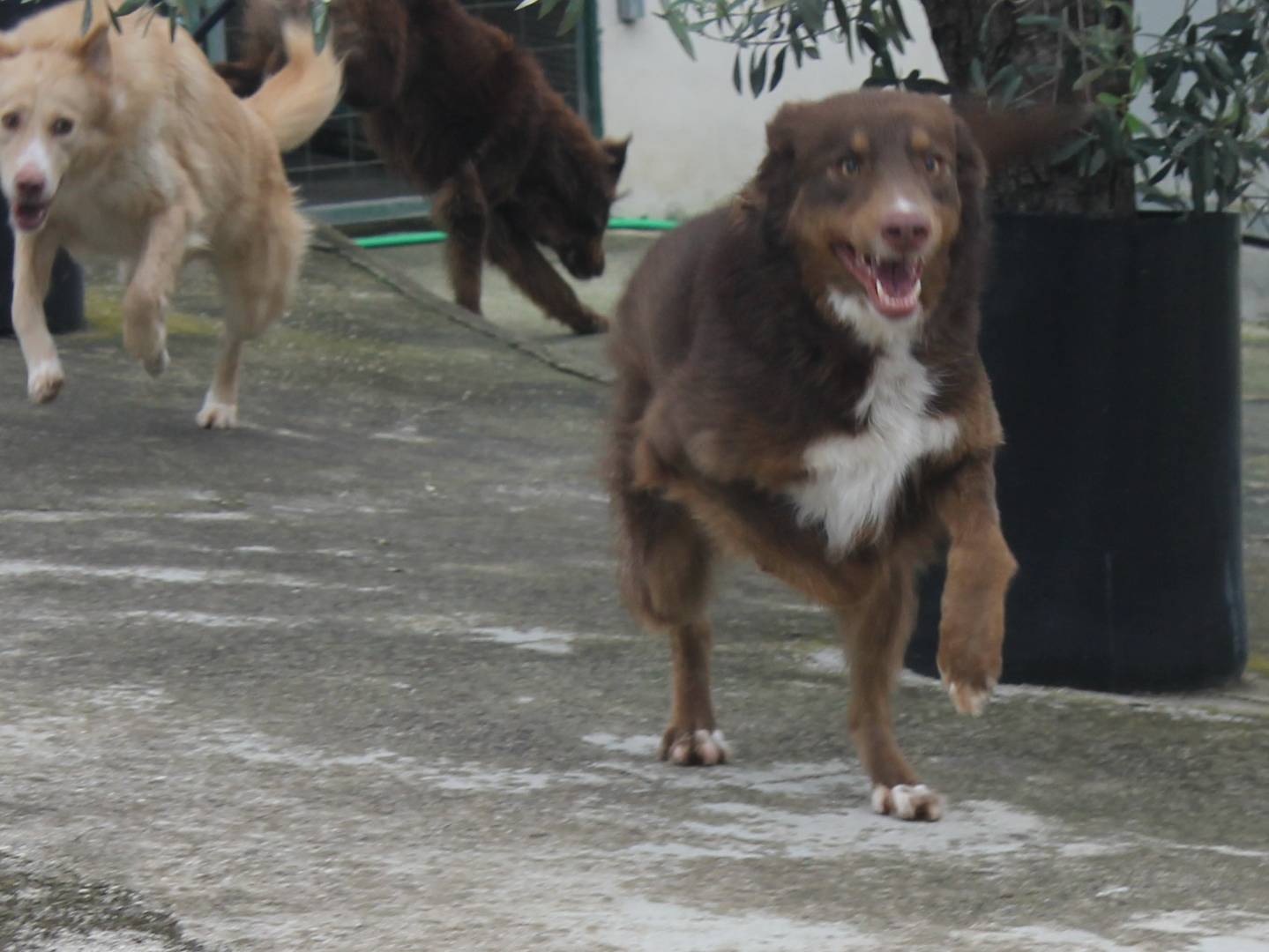 Adotta il cane Velvet a Agrigento