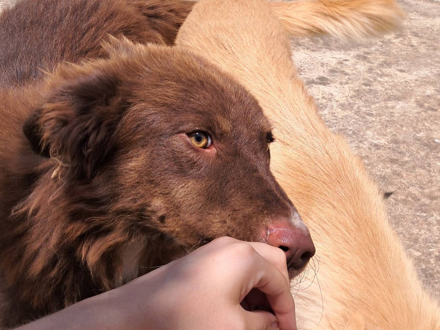 Adotta un cane, taglia media, maschio, Agrigento