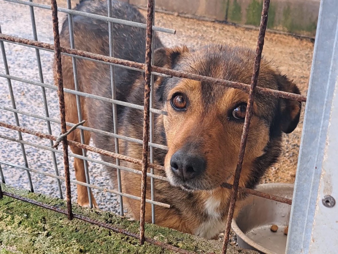 Foto dell'animale