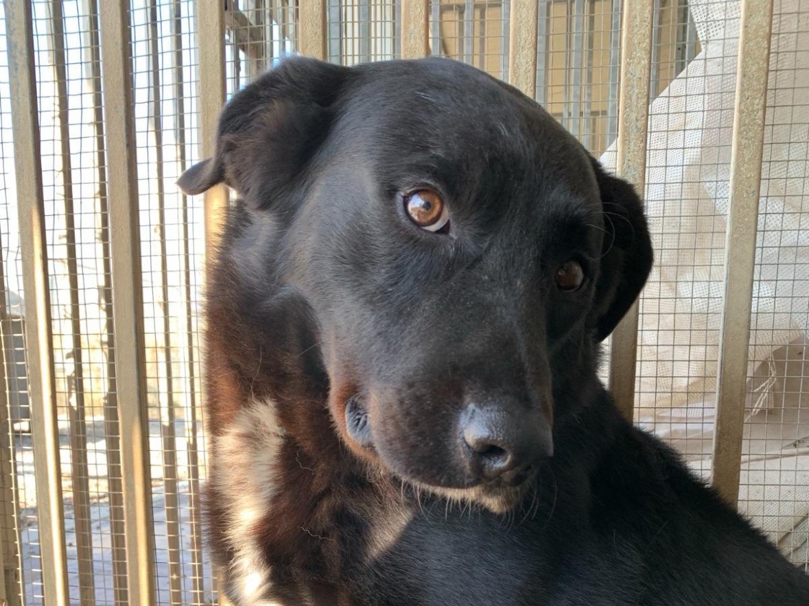 Adotta un cane, maschio, 5 anni  e 2 mesi , Treviso