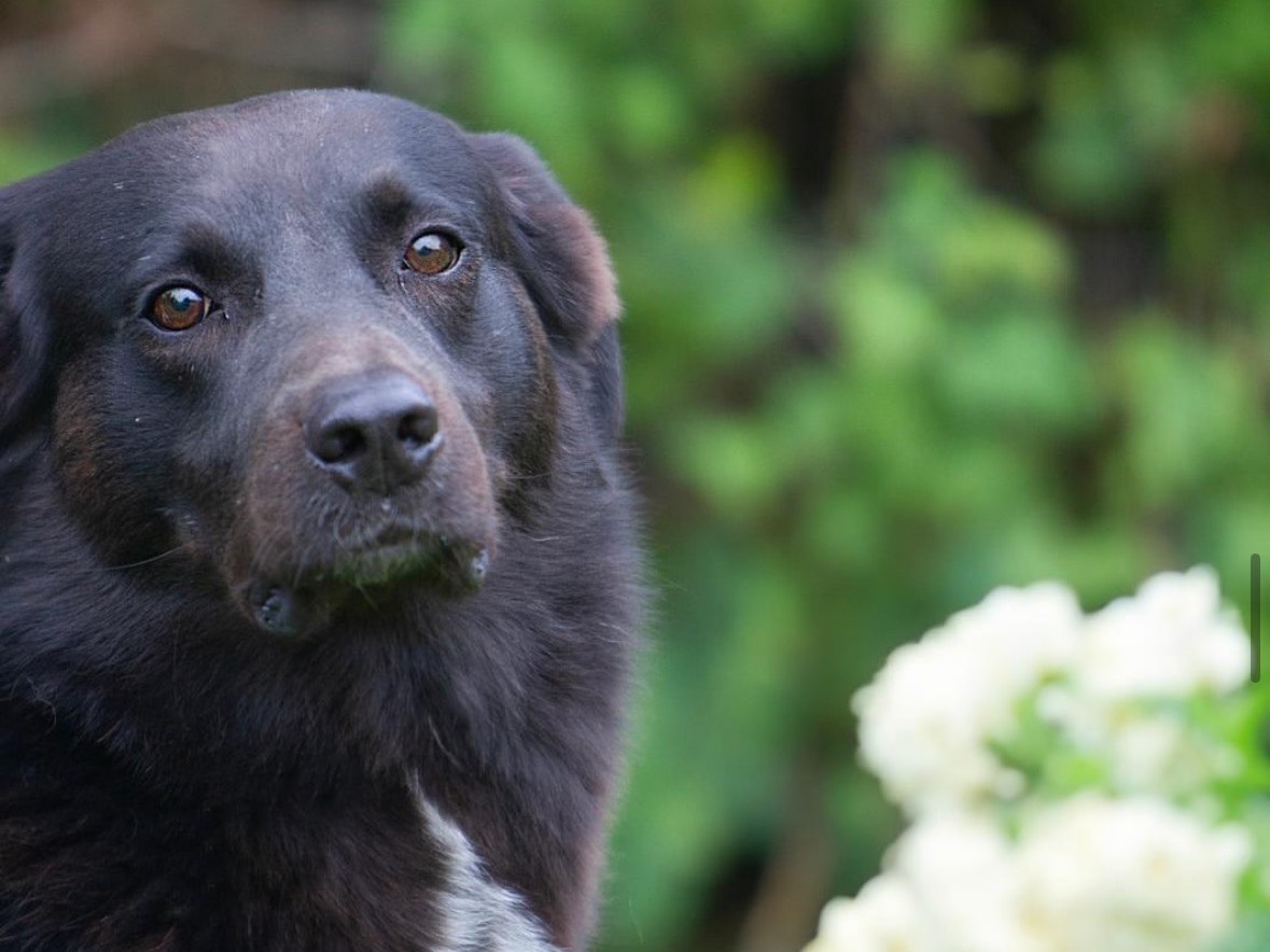 Adotta un cane, taglia media, maschio, Treviso