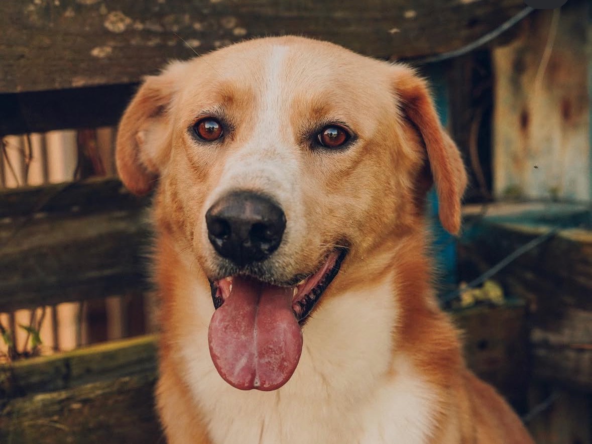 Adotta un cane, taglia media, maschio, Treviso