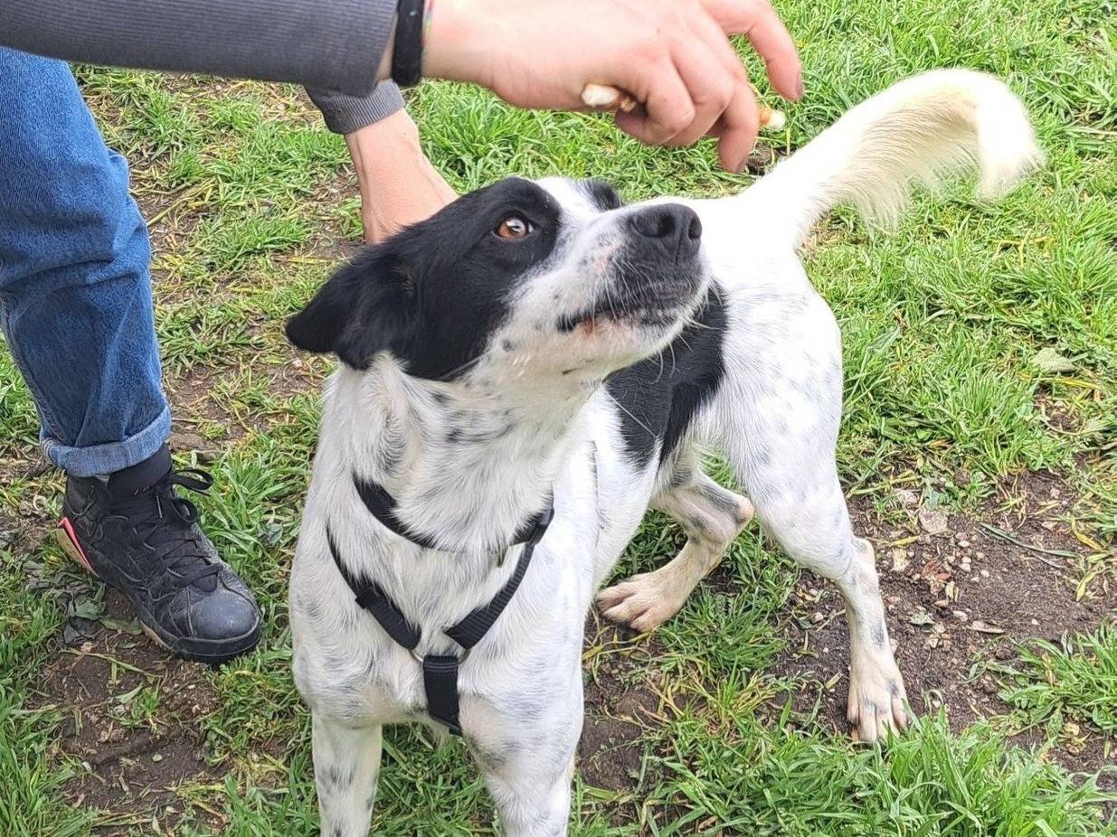 Adotta il cane BINGO a Caserta