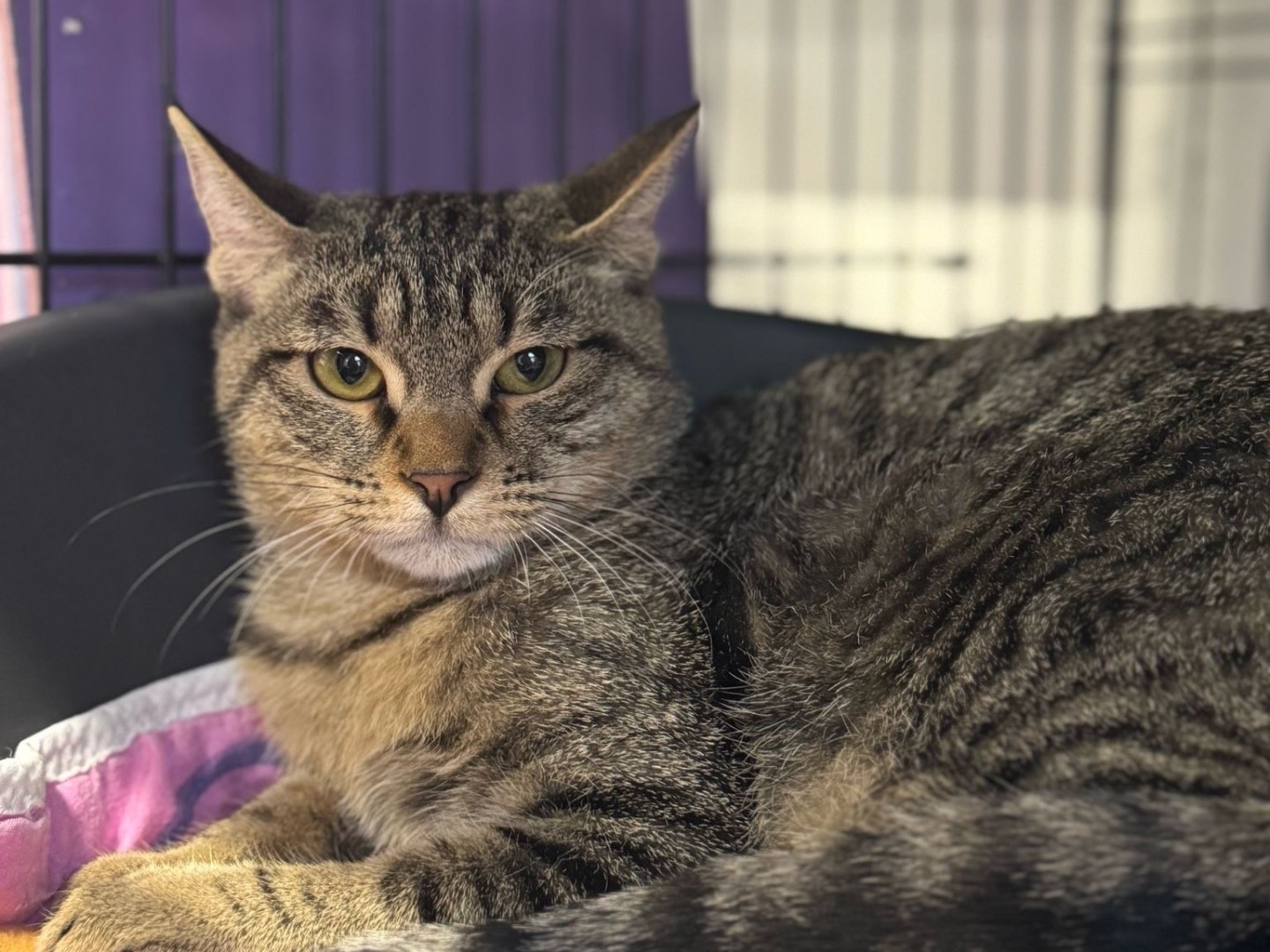 Adotta un gatto, taglia non valida, maschio, Brescia