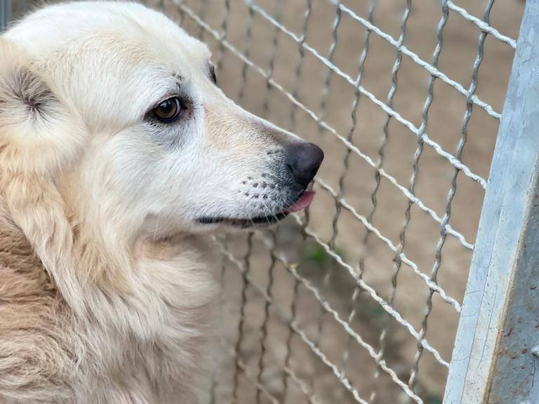 Adotta un cane, maschio, 6 anni  e 2 mesi , Reggio