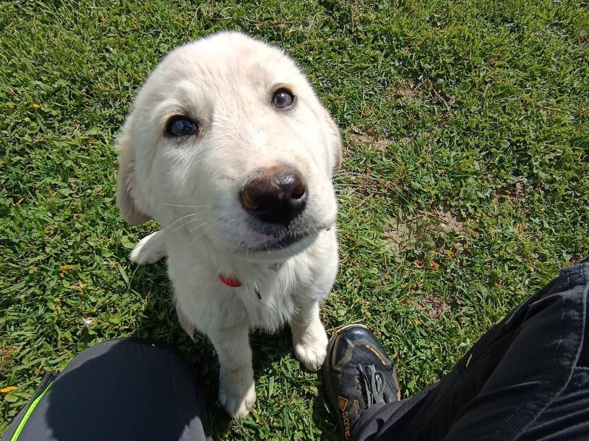 Adozione cane, femmina, Razza sconosciuta Razza sconosciuta, 8 mesi, taglia piccola, Matera