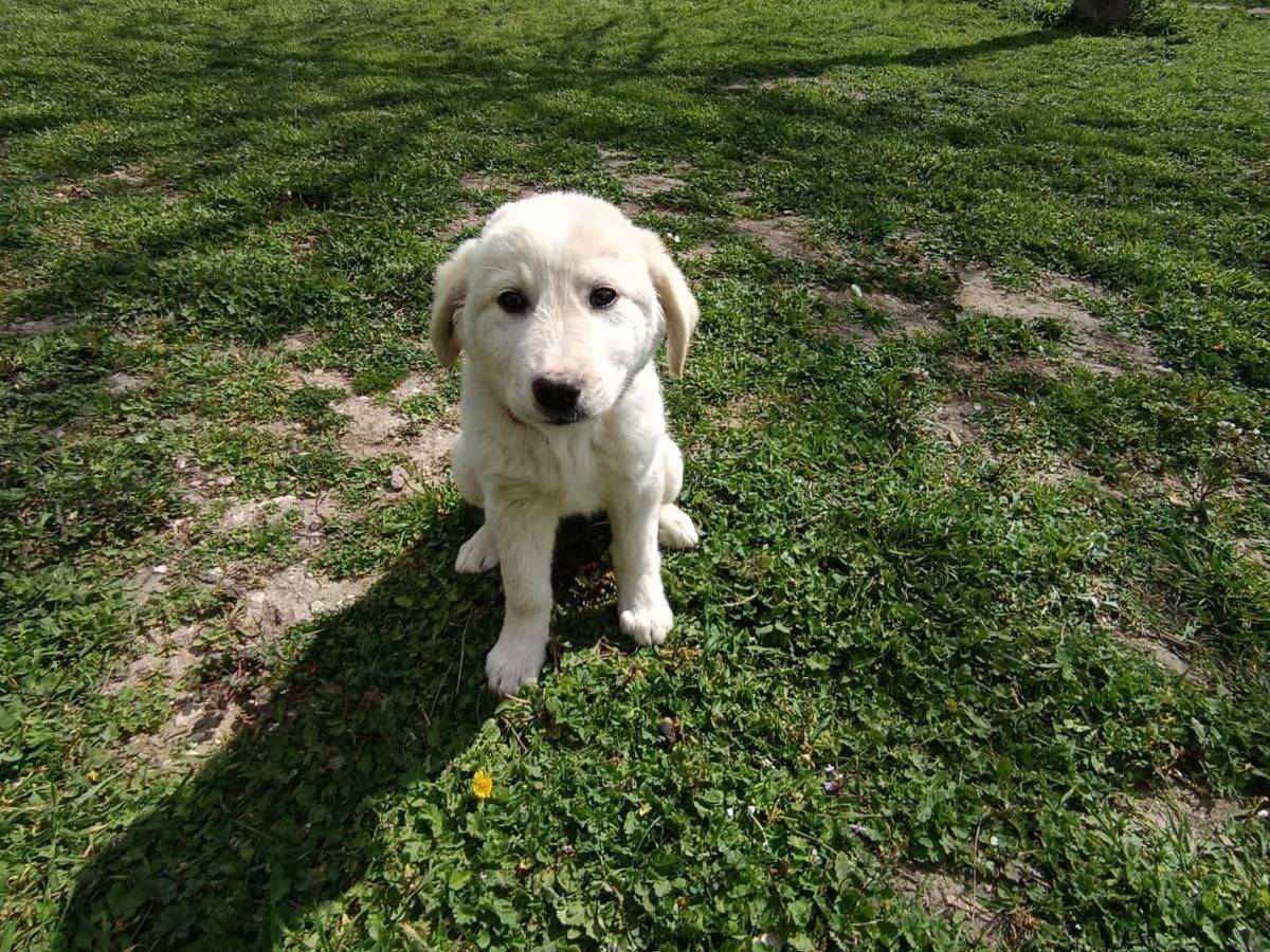 Adotta un cane, femmina, 8 mesi, Matera