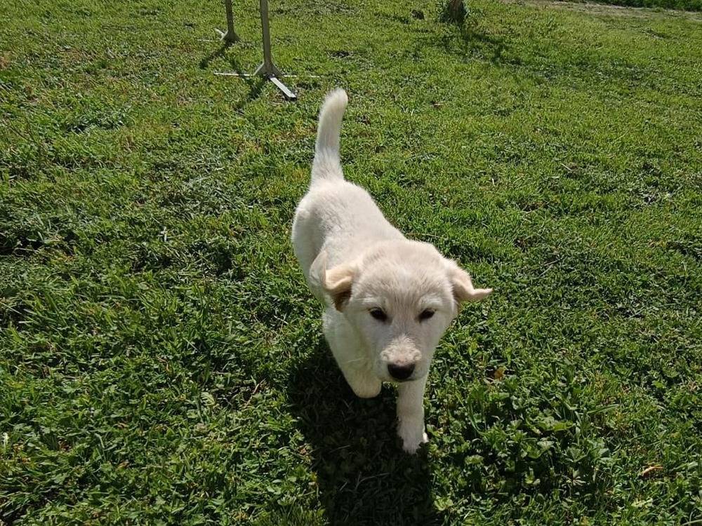 Adotta un cane, taglia piccola, femmina, Matera