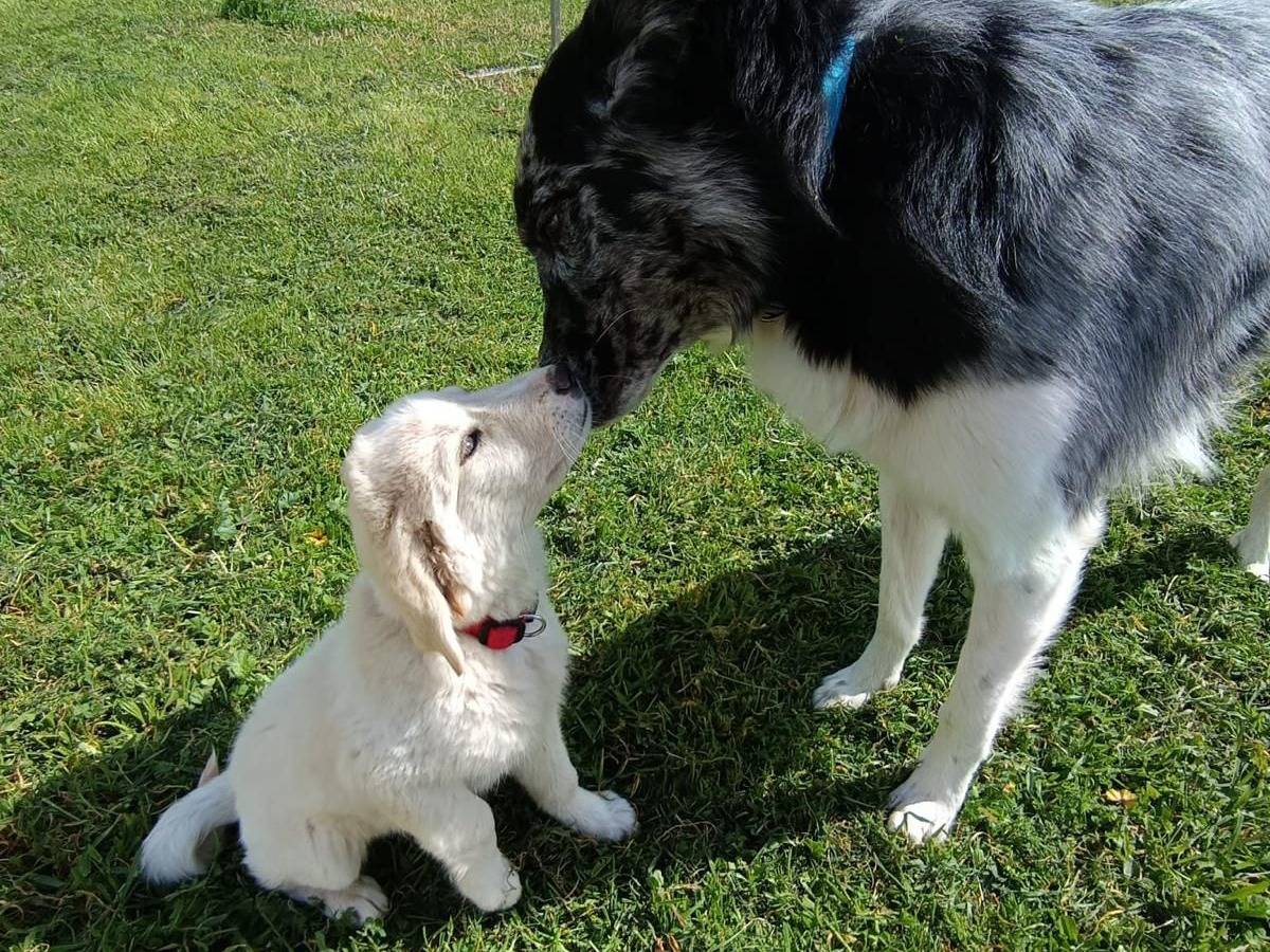 Vuoi adottare un cane a Matera?