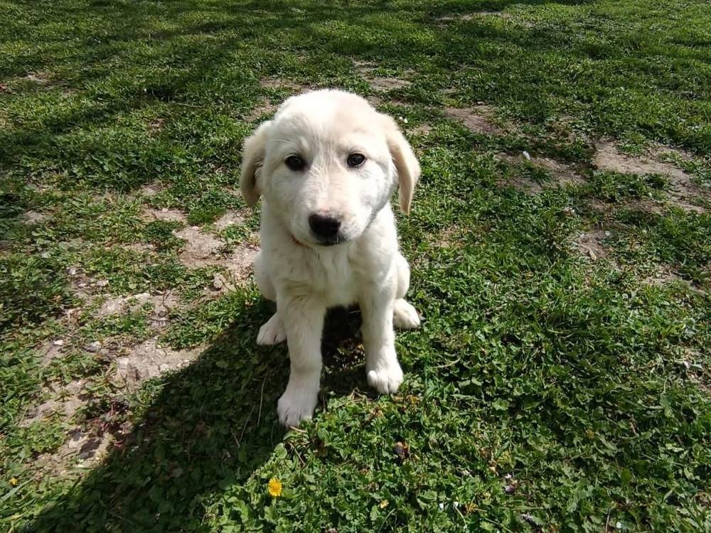 Adotta un cane, femmina, 5 mesi, Matera