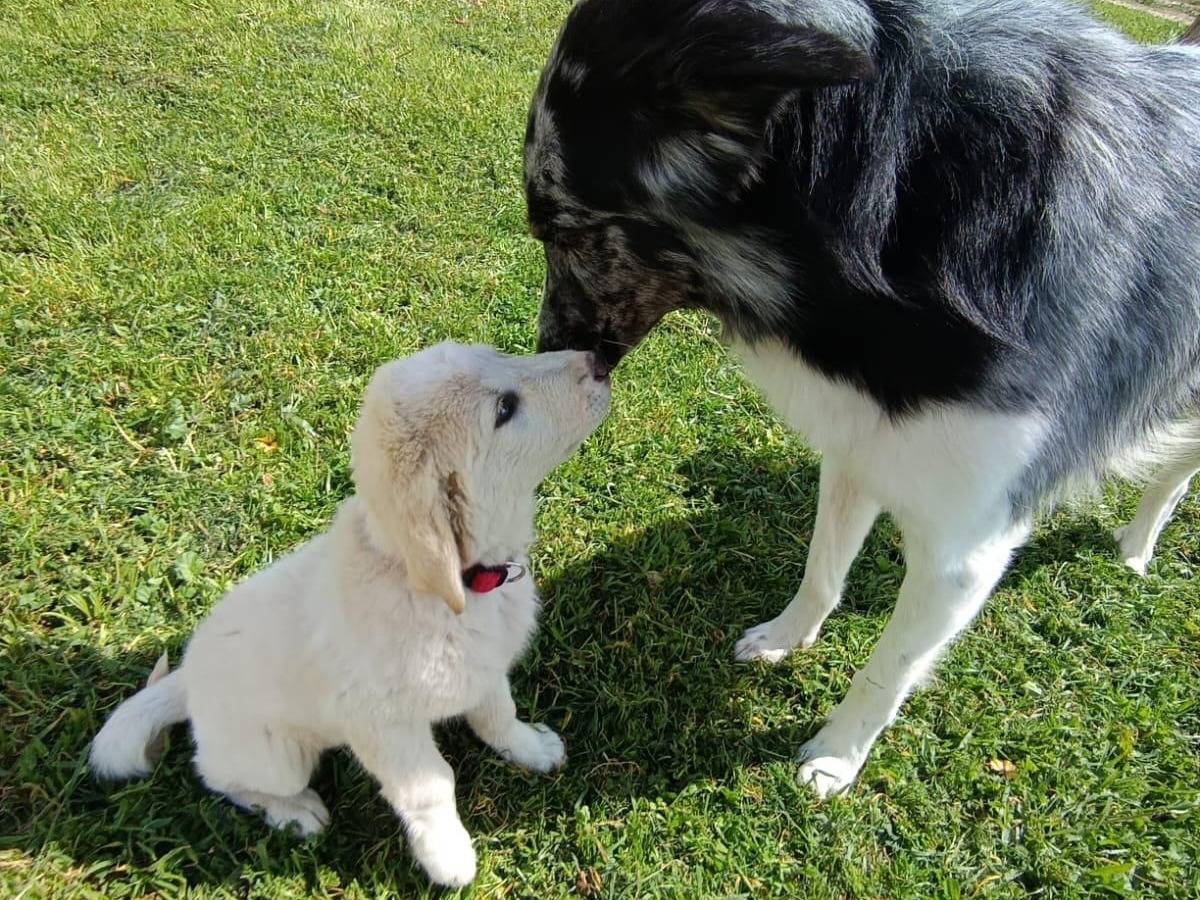 Vuoi adottare un cane a Matera?