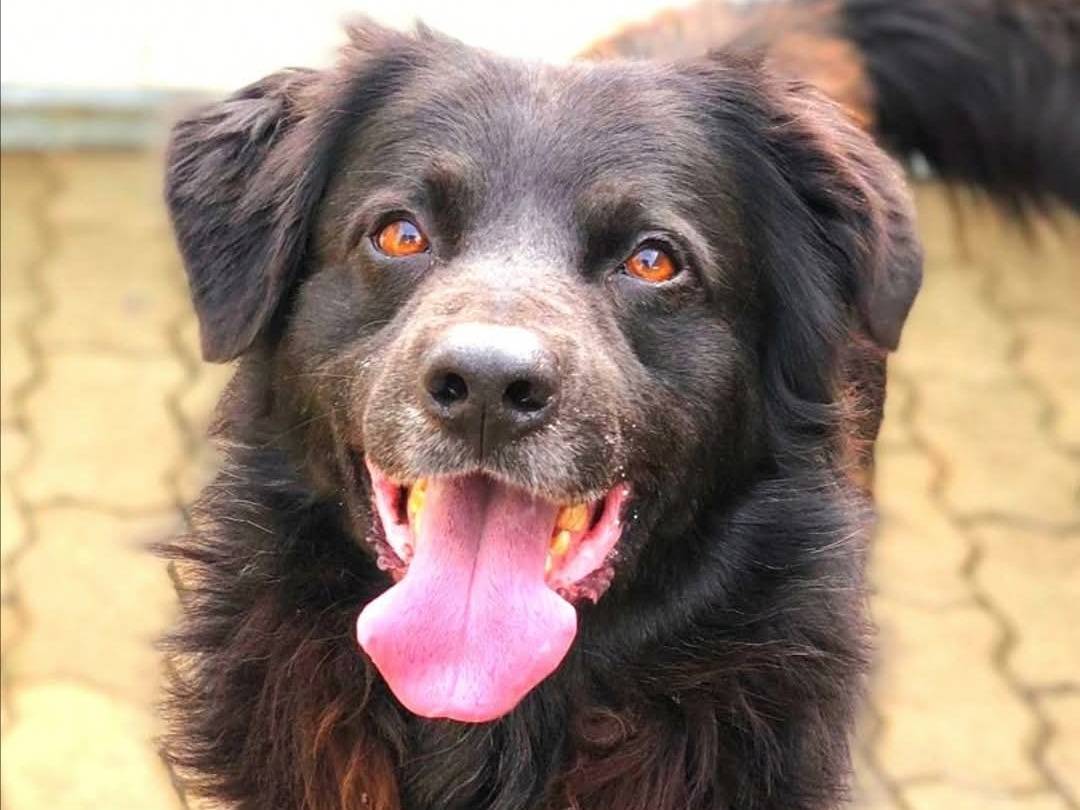 Adotta un cane, maschio, 7 anni  e 11 mesi , Reggio