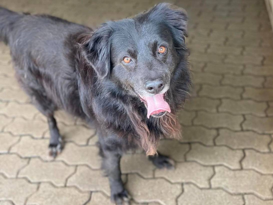 Adotta un cane, taglia media, maschio, Reggio