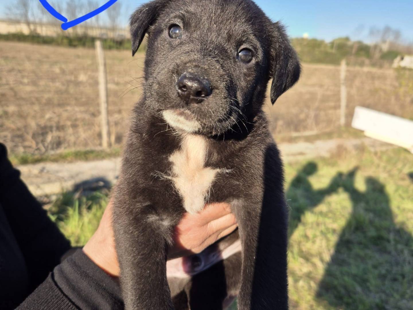 Adozione cane, maschio, Razza sconosciuta Razza sconosciuta, 1 anno e 4 mesi, taglia grande, Napoli