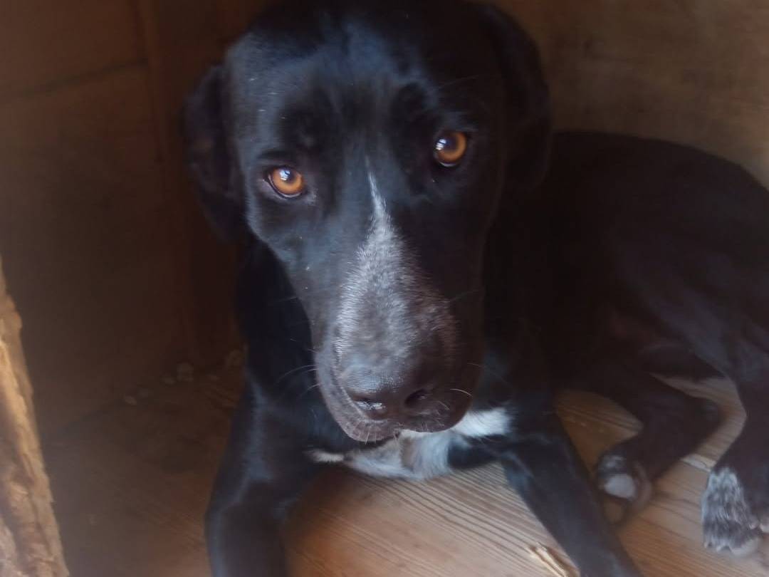 Adotta un cane, taglia grande, femmina, Teramo