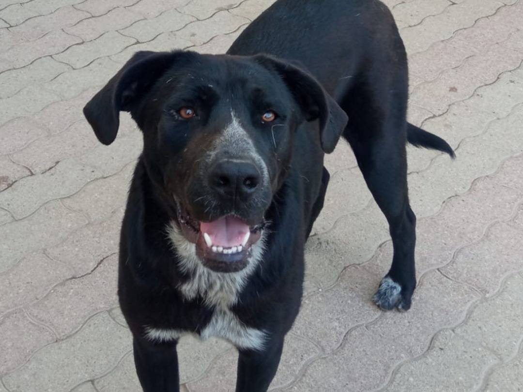 Vuoi adottare un cane a Teramo?