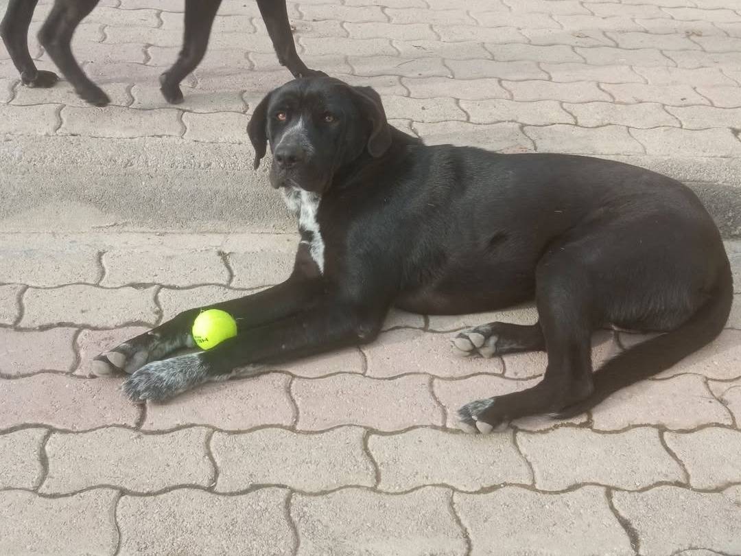 Adotta il cane Tess a Teramo