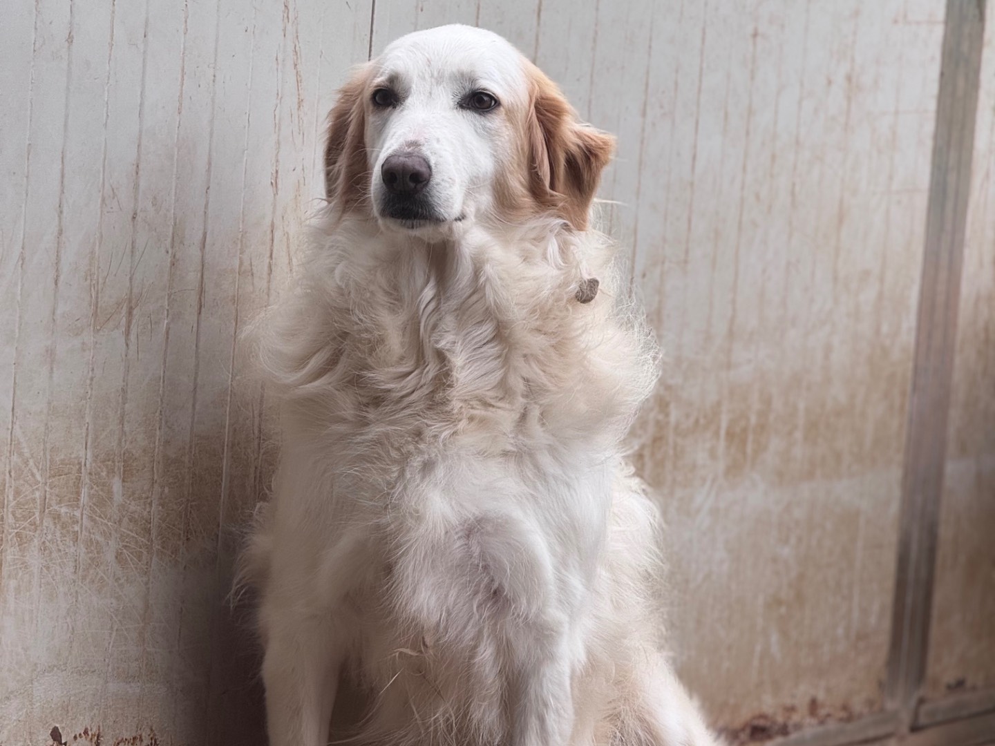 Foto dell'animale