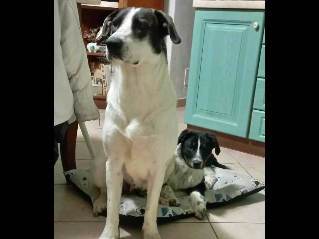 Adozione cane, femmina, Razza sconosciuta Razza sconosciuta, 1 anno e 5 mesi, taglia media, Cremona