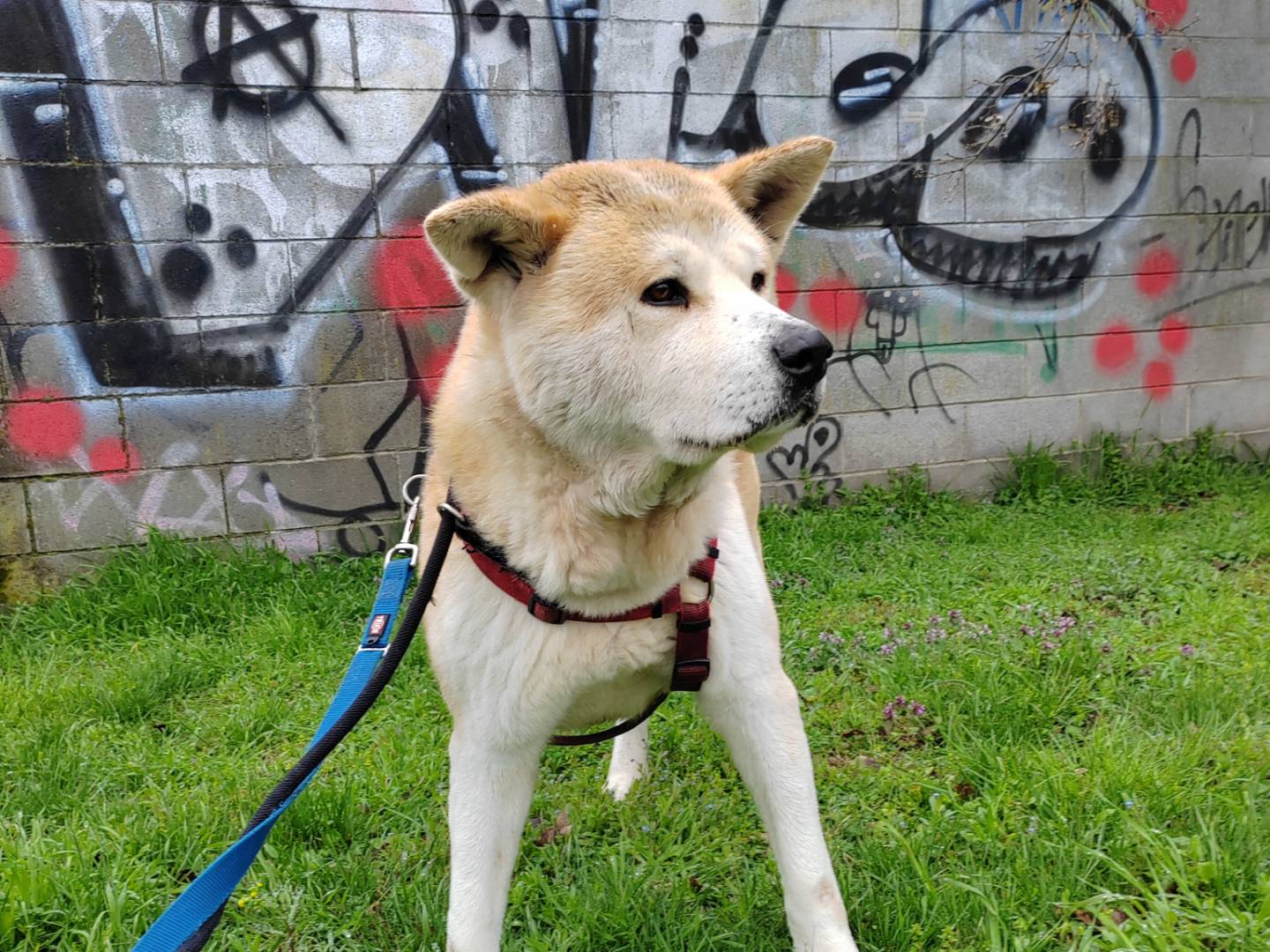Adotta un cane, taglia media, maschio, Cremona