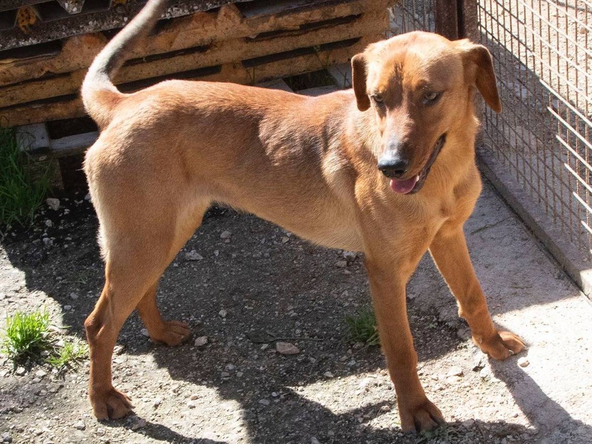 Adotta un cane, femmina, 2 anni  e 5 mesi , Frosinone