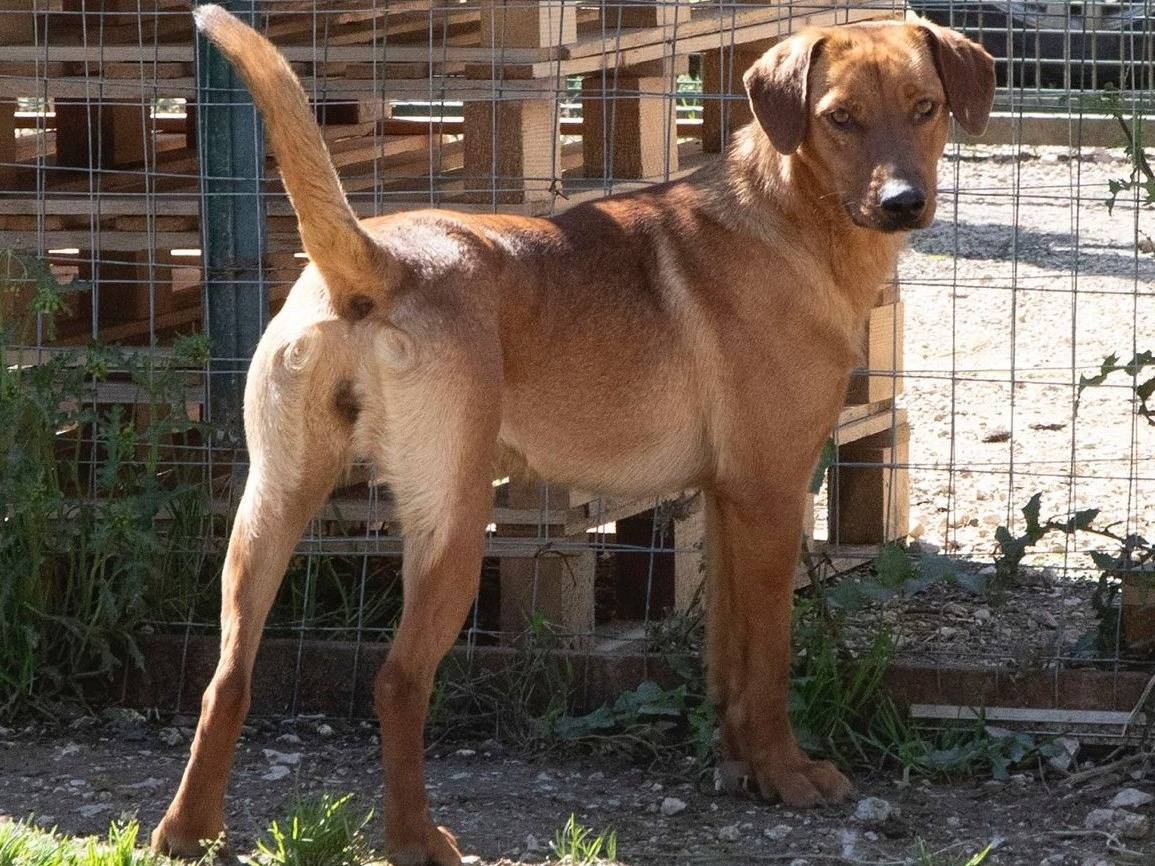 Adotta un cane, taglia media contenuta, femmina, Frosinone
