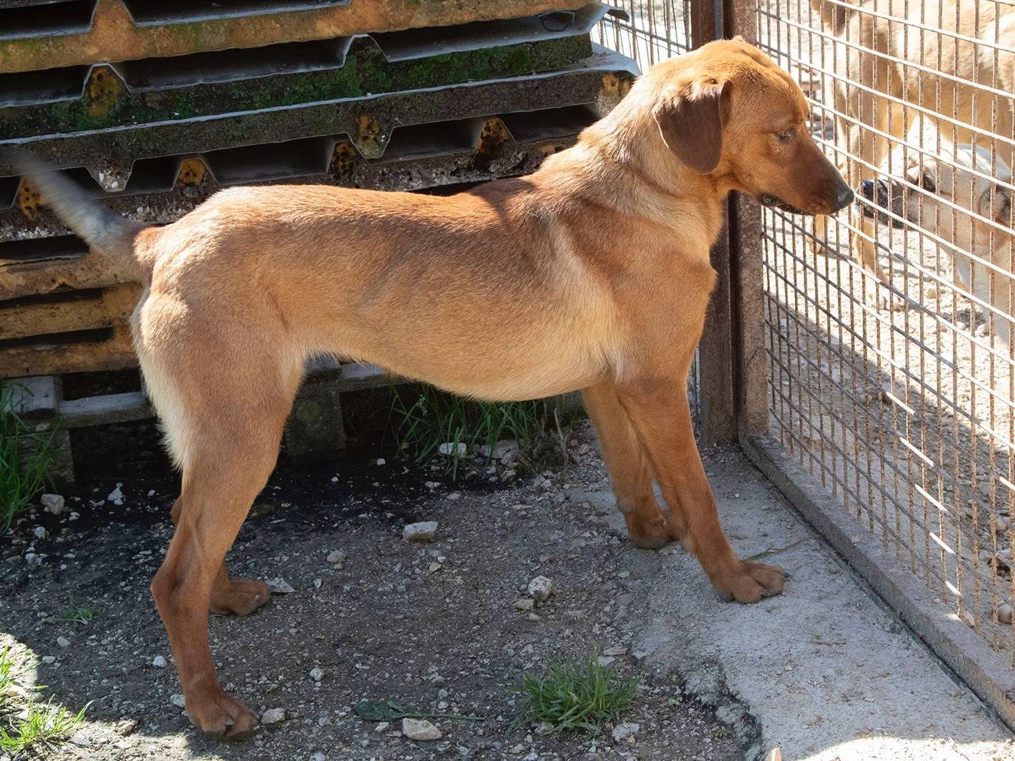 Foto 3 dell'animale