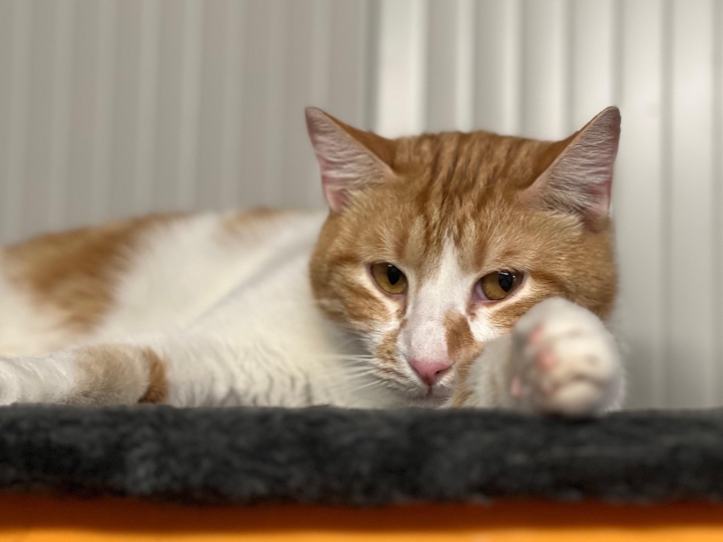 Adotta il gatto Denver a Milano