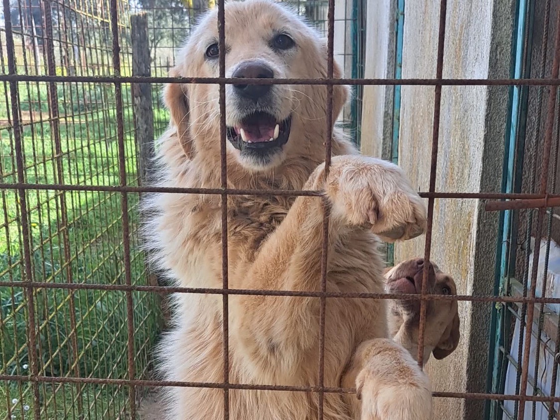 Foto dell'animale