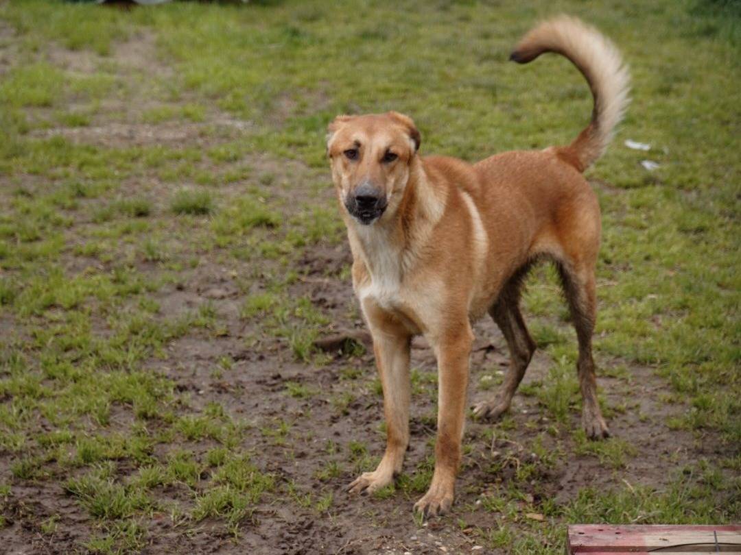 Adozione cane, maschio, Razza sconosciuta Razza sconosciuta, 1 anno e 6 mesi, taglia media, Milano