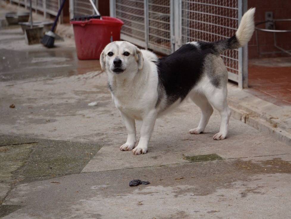 Foto dell'animale
