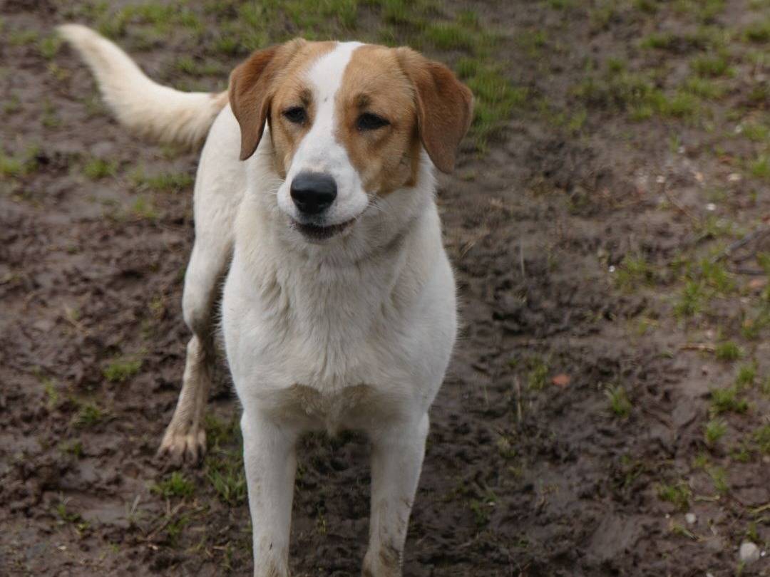Adotta un cane, femmina, 1 anno e 5 mesi , Milano