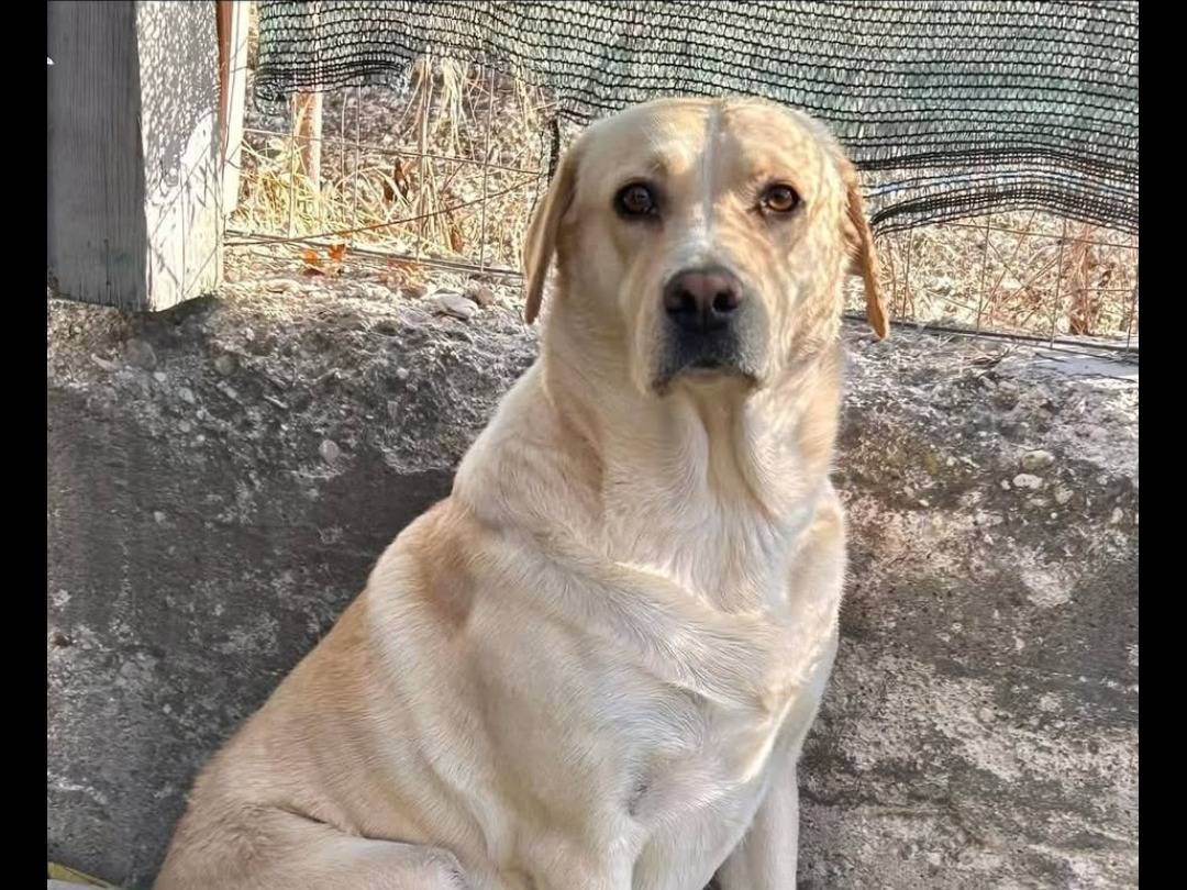 Foto dell'animale