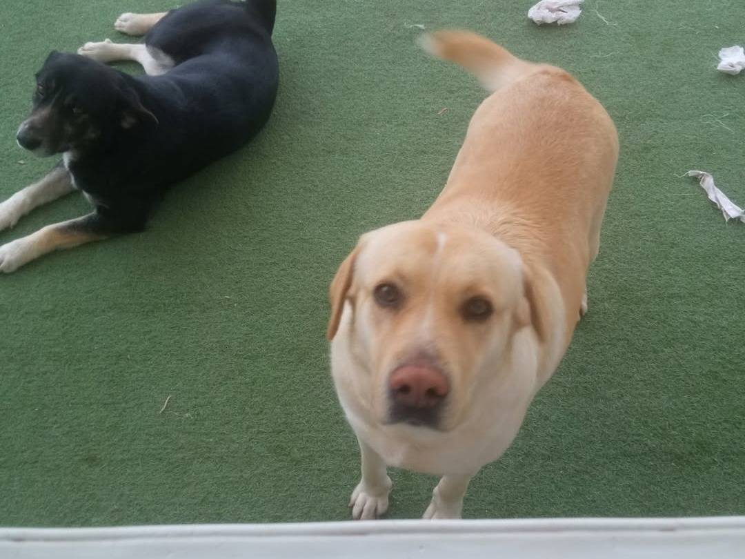 Adotta un cane, femmina, 5 anni  e 2 mesi , Teramo