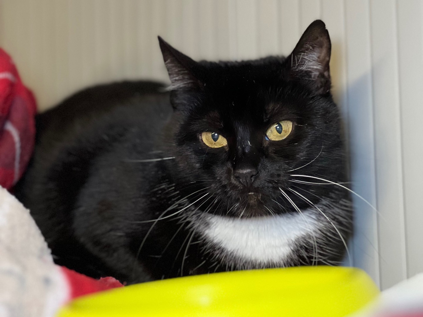 Adotta un gatto, femmina, 3 anni  e 11 mesi , Milano