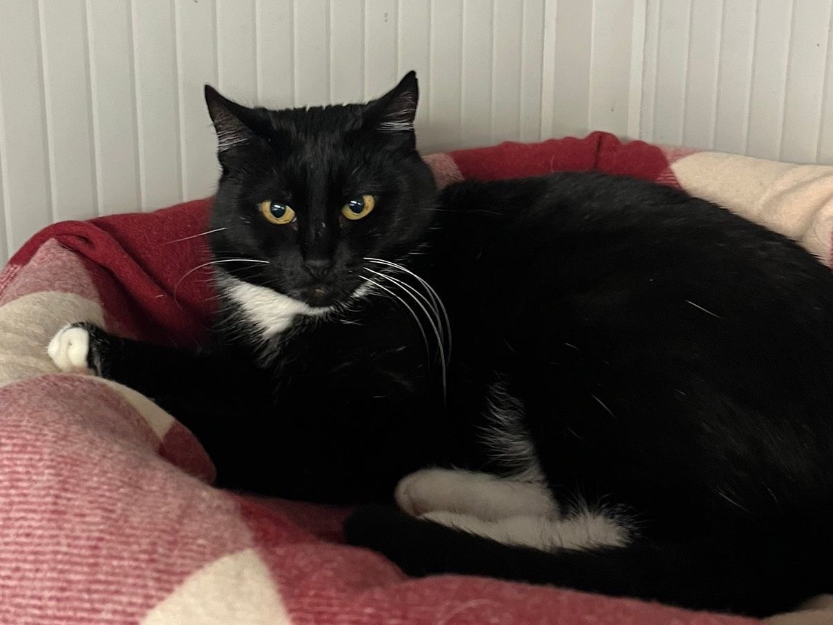 Adotta un gatto, taglia non valida, femmina, Milano