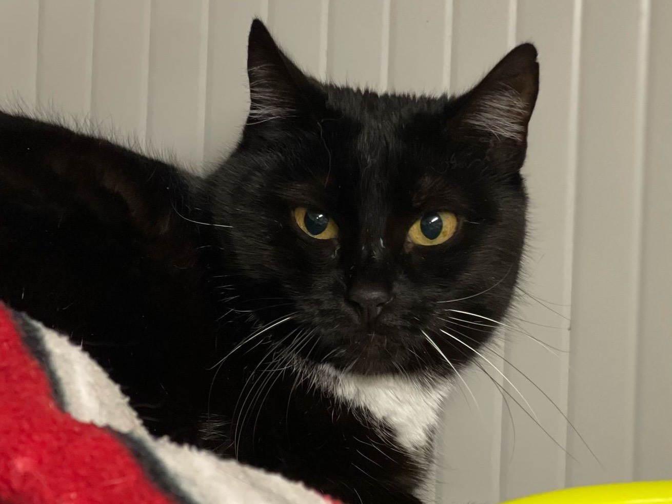 Vuoi adottare un gatto a Milano?