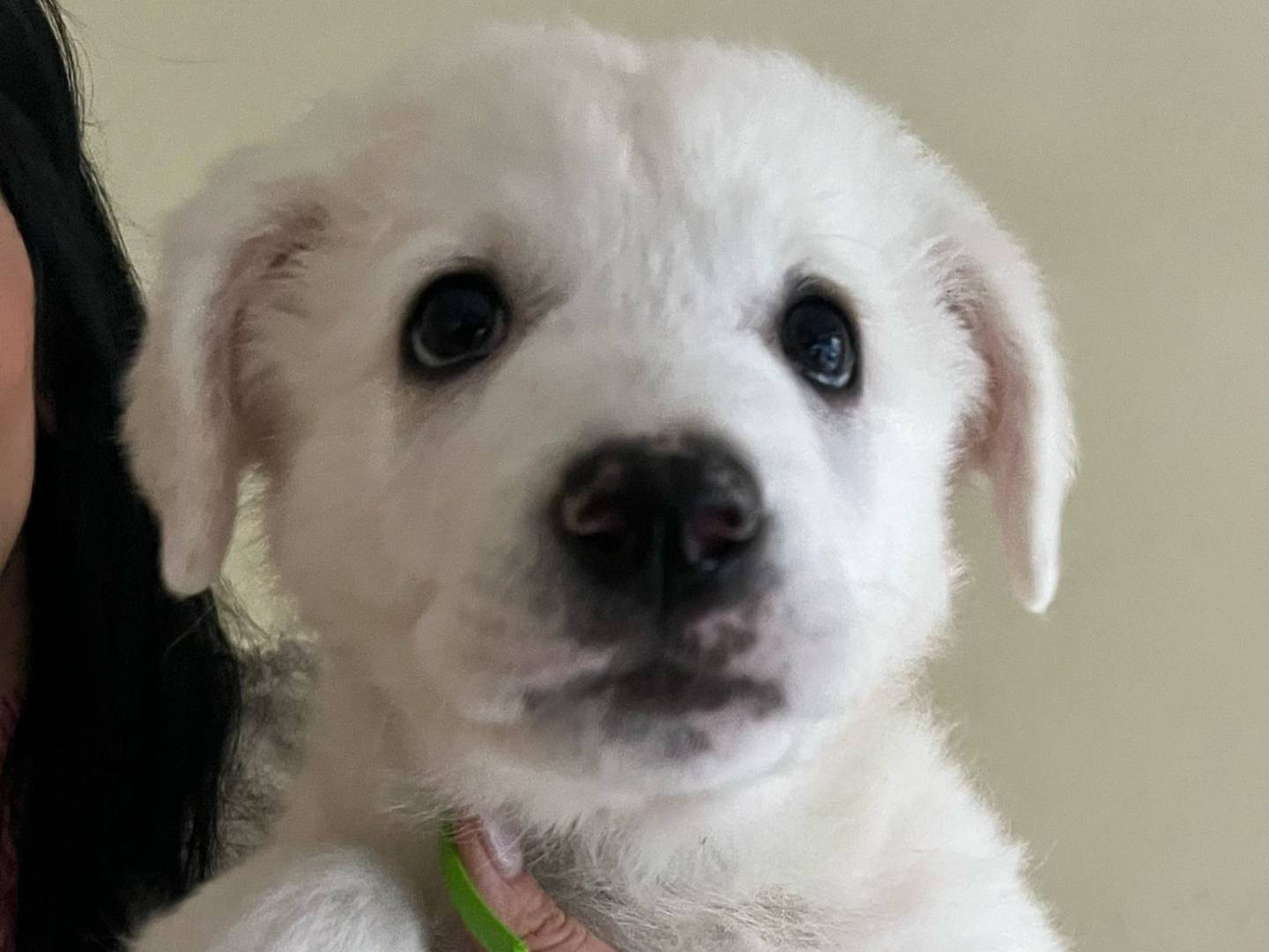 Adozione cane, maschio, Razza sconosciuta Razza sconosciuta, 3 mesi, taglia media, Crotone