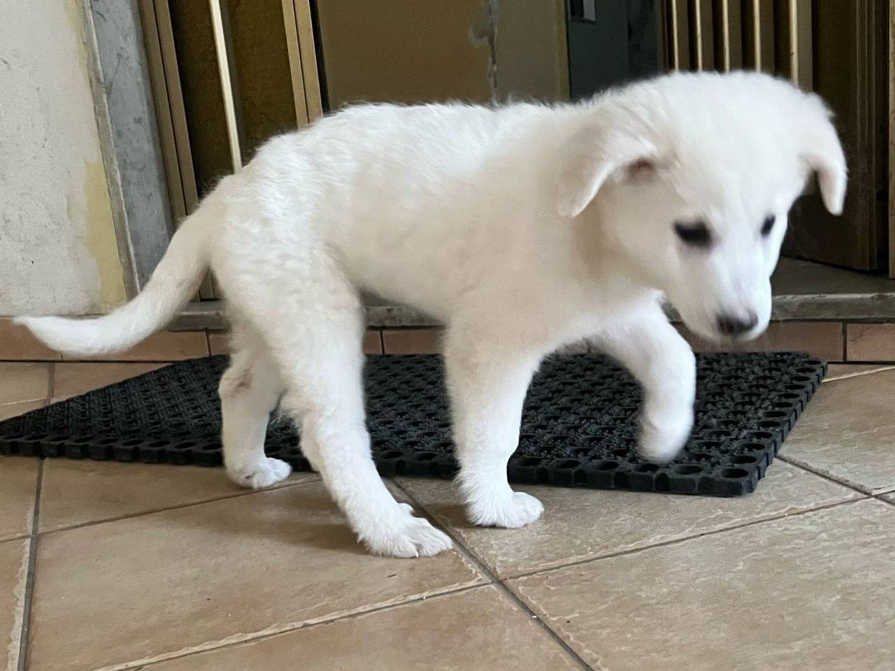 Adotta un cane, taglia media, maschio, Crotone