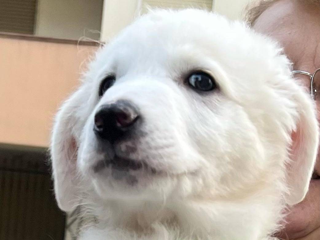 Vuoi adottare un cane a Crotone?