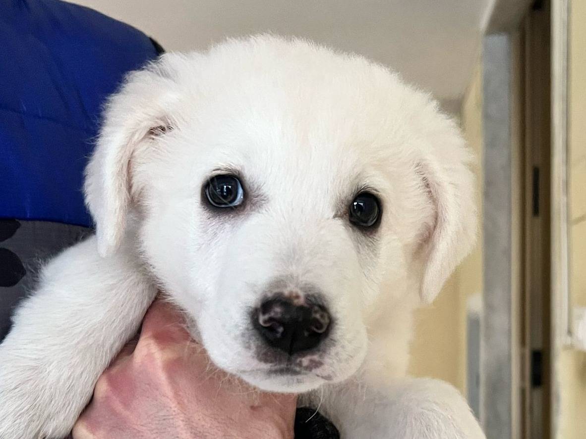 Adotta il cane Spillo  a Crotone